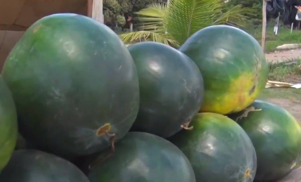 Melancia pingo doce vem se destacando no mercado do extremo-sul da Bahia — Foto: Reprodução/TV Bahia