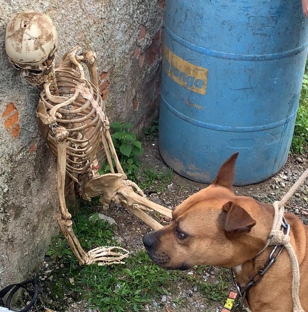 Suspeito usava um esqueleto e um pitbull para amedrontar as pessoas, segundo a Polícia Civil  — Foto: Divulgação/Polícia Civil 