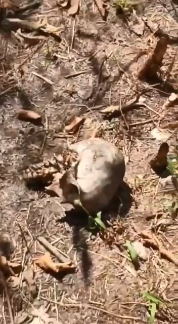 Ossada humana é encontrada perto de igreja no ES