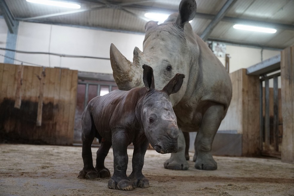 Bebê rinoceronte Mosl e sua mãe Tala — Foto: Zoológico de Amnéville