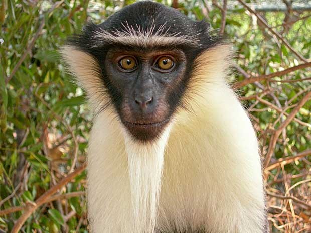 Lista dos 25 macacos mais ameaçados do mundo tem três espécies