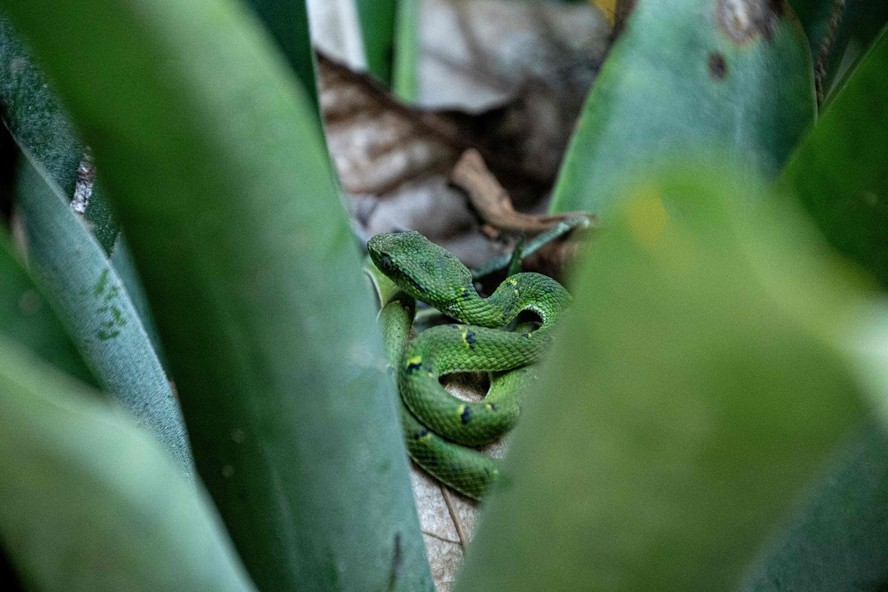Uma cobra na floresta de Puntarenas, na Costa Rica
