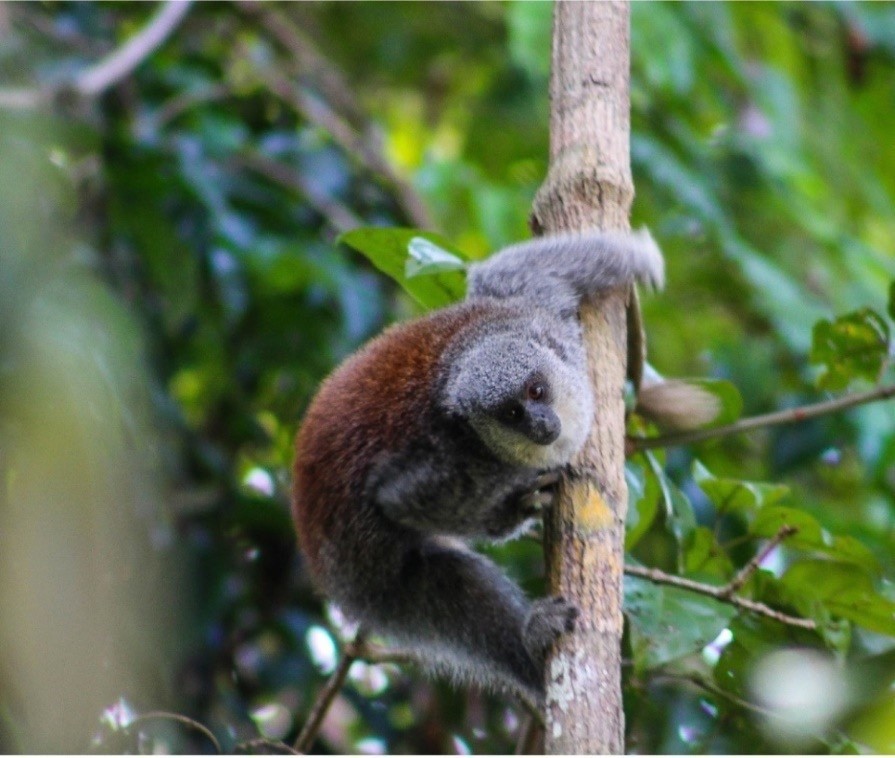 Único de barba branca e costas vermelhas, nova espécie de macaco 'zogue-zogue' é descrita na Amazônia thumbnail
