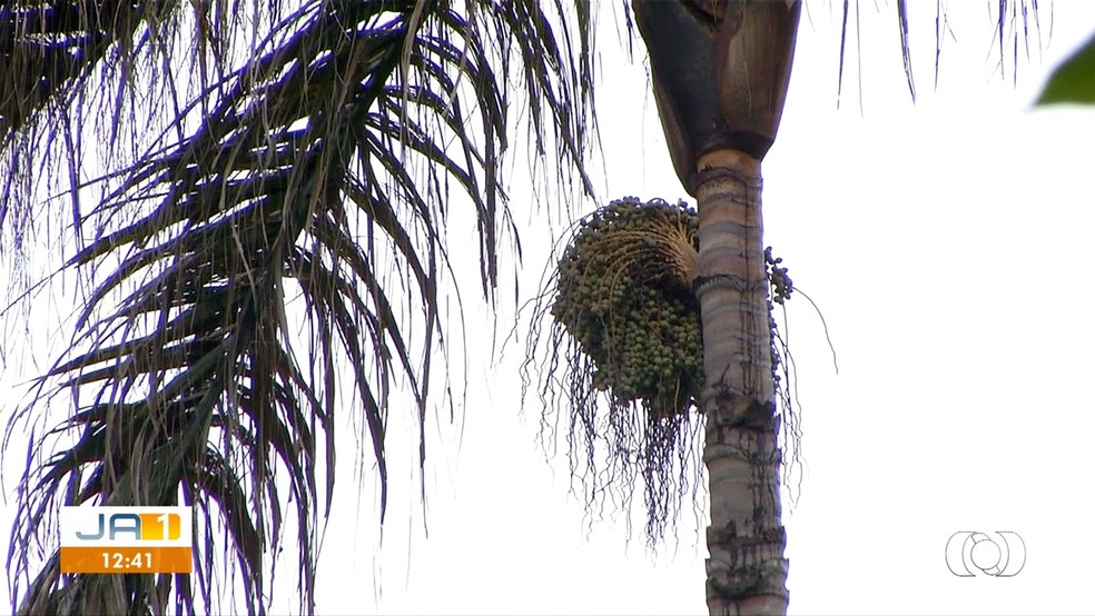 Suco foi feito com bacaba, que é uma palmeira típica da Amazônia — Foto: Reprodução/TV Anhanguera
