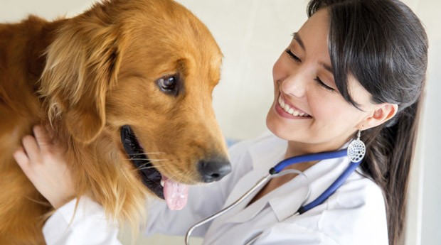 veterinário_cachorro (Foto: Thinkstock)
