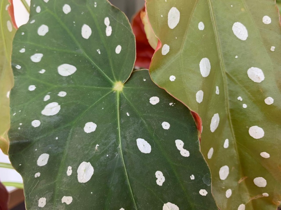 Famosa e rara: conheça a 'Begonia maculata' | Terra da Gente | G1