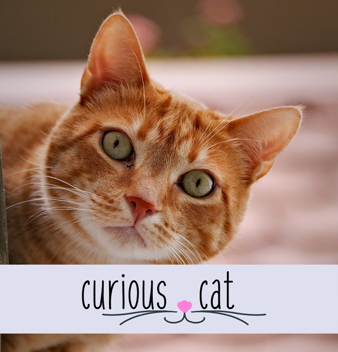 Curious Cat: nova rede social promete perguntas anônimas e revelações (Foto: Reprodução/Curious Cat)