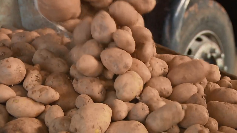 Produção de batatas no Paraná — Foto: RPC/Reprodução