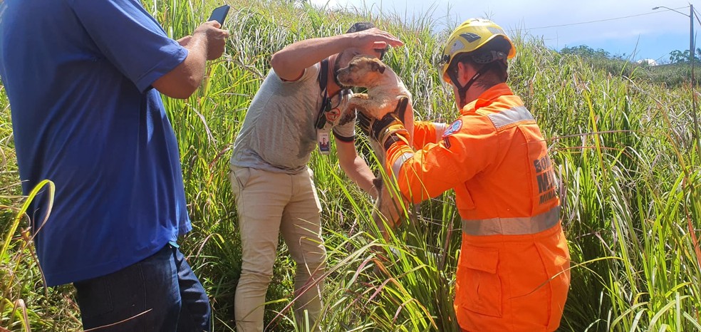 Animal estava ileso no resgate. — Foto: Divulgação/Corpo de Bombeiros
