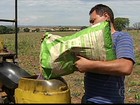 Produtores de MG aceleram o plantio do milho primeira safra
