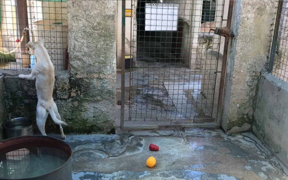 Prefeitura de Porangatu é condenada a construir canil público para animais de rua — Foto: Vitor Santana/G1