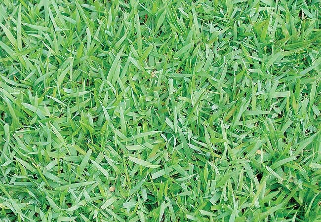Esmeralda  Zoysia japonica  É o exemplar mais comercializado, do sul ao nordeste do país. Suas folhas médias e estreitas, na cor que o nomeia, enraízam com facilidade, por isso são excelentes para controle de erosão. É sugerida para áreas residenciais  (Foto: Evelyn Müller)
