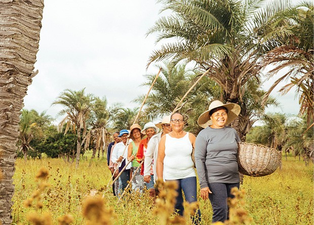 Licuri, coquinho da Caatinga - Mulheres que ajudam a preservar a palmeira da Caatinga (Foto: L’Occitane au Brésil/divulgação)