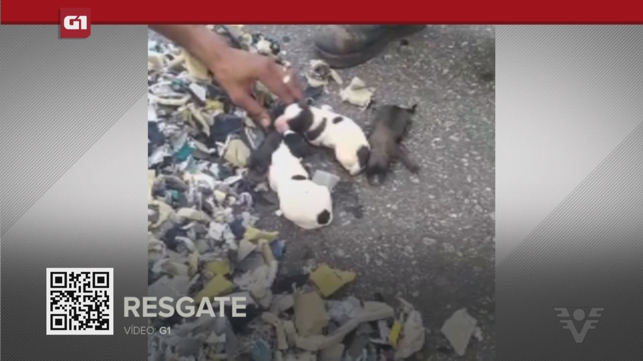 G1 em 1 Minuto - Santos: Filhotes de cachorro são salvos por coletores em São Vicente