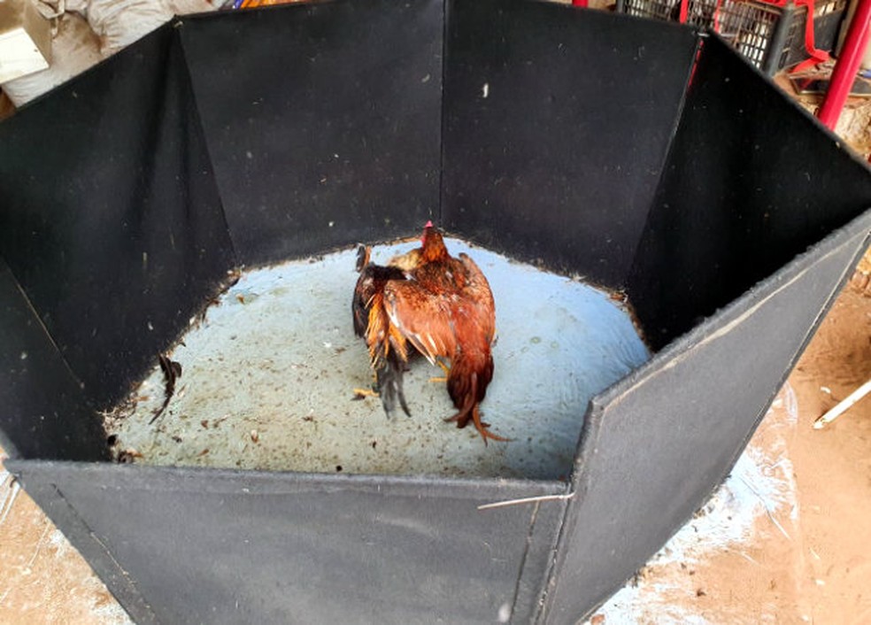Polícia Ambiental flagra rinha de galo em Brotas — Foto: Polícia Ambiental/Divulgação