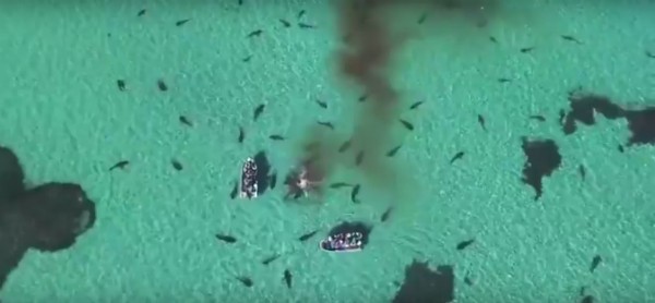 Tubarões atacam baleia morta no mar da Austrália (Foto: Reprodução/YouTube)