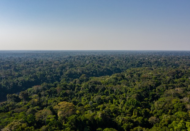 O NFT da Amazônia, da Moss, facilita a venda de pedaços reais da floresta em formato de token não fungível (Foto: Divulgação/Moss)