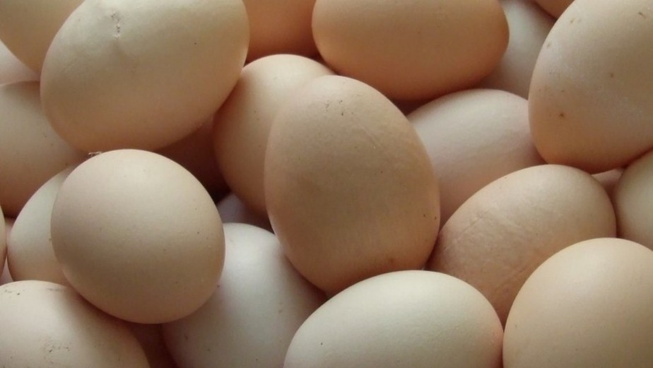 Granja Faria é considerada uma das maiores produtoras de ovos do Brasil