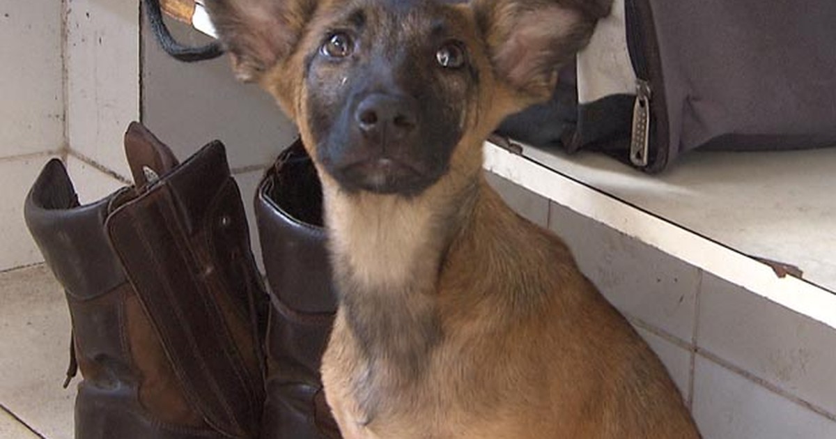 G1 Cachorro Fica Trancado Em Carro E é Resgatado Pelo Corpo De Bombeiros Notícias Em Bahia 2645