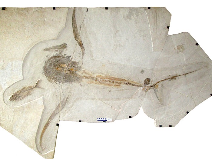 O fóssil de tubarão-águia foi descoberto no México, em 2012 (Foto: Divulgação/Centro Nacional de Pesquisa Científica (CNRS)/Wolfgang Stinnesbeck)