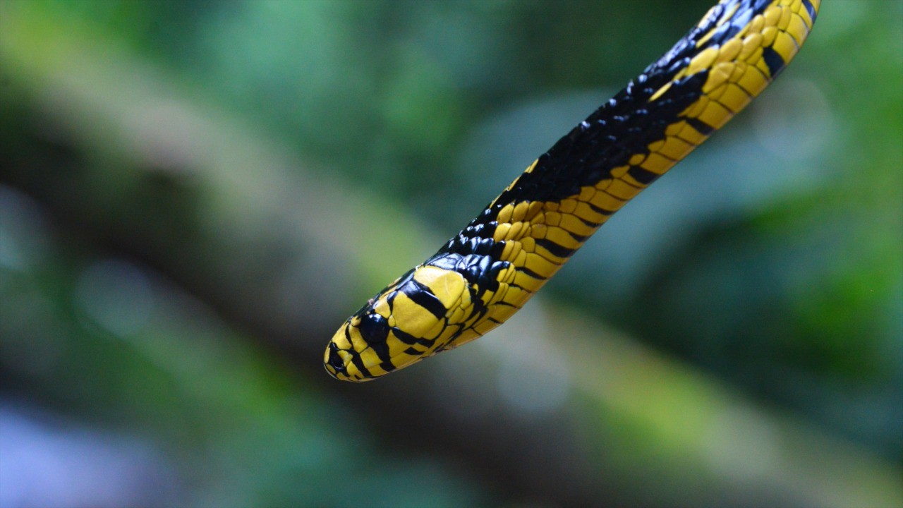 Caninana no quintal: cobra que pode aparecer em áreas urbanas não oferece risco