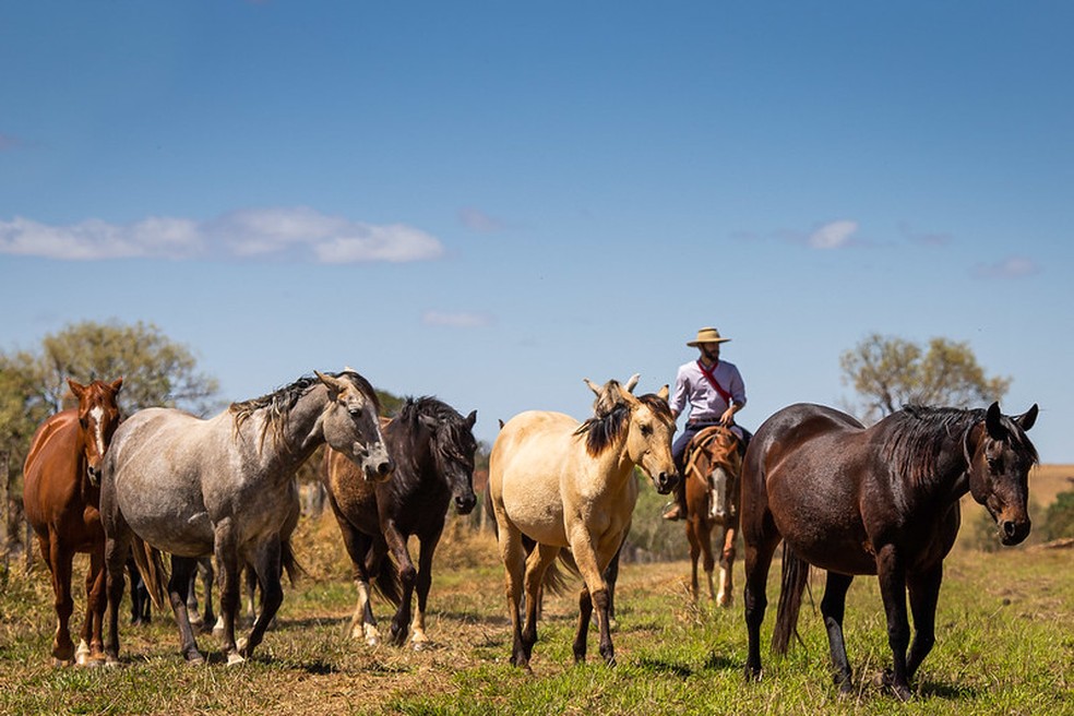  Os animais que trabalham no campo são chamados de "cavalos de lida". — Foto: Confederação da Agricultura e Pecuária do Brasil (CNA)