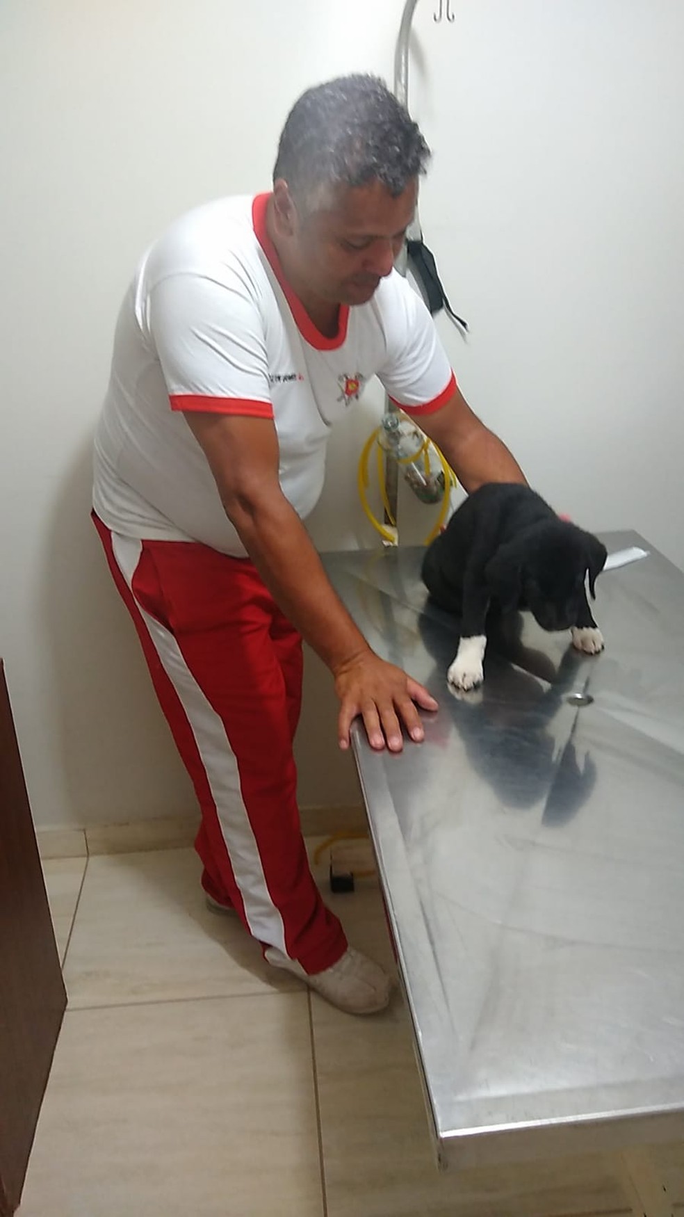 Bombeiros levaram filhote de labrador atropelado para clínica veterinária, no DF — Foto: Arquivo pessoal
