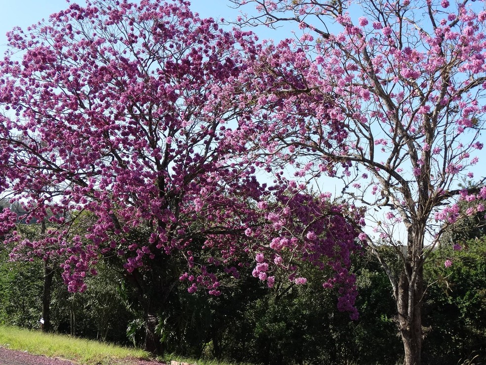 Ipê é árvore nativa do Brasil e floresce entre os meses de junho e agosto |  Terra da Gente | G1