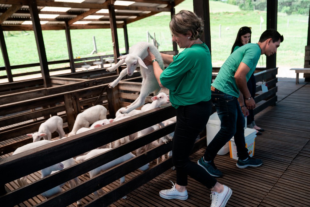 No Parque da Ovelha, em Bento Gonçalves, turistas vivenciam dia de uma fazenda — Foto: Marcelo Brandt/G1