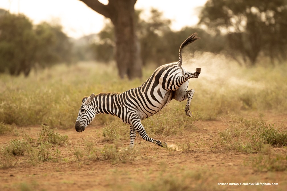 Uma zebra "solta um pum" — Foto: Vince Burton/Comedy Wildlife 2022