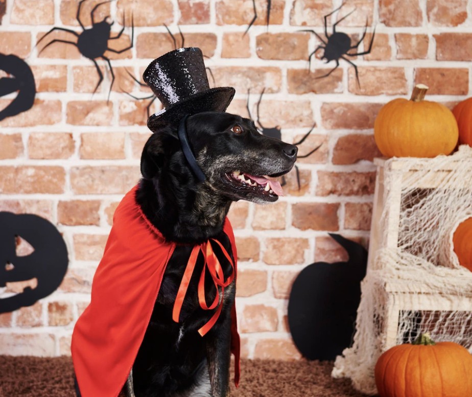 As fantasias de Halloween mais assustadoras para seu pet
