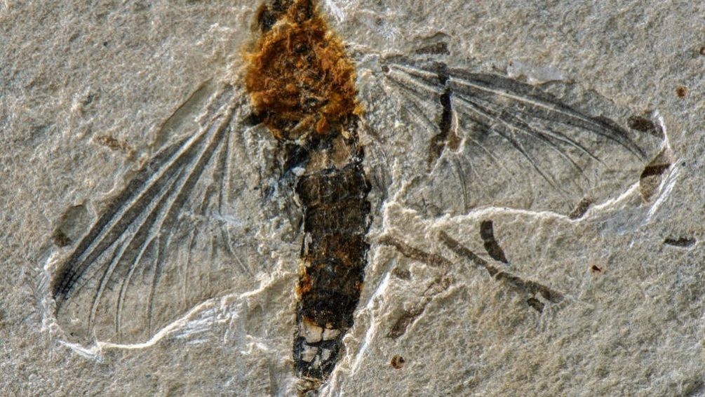 Rocha onde o fóssil foi encontrado pertence ao período Cretáceo Inferior, de 113 milhões a 125 milhões de anos atrás (Foto: Divulgação)