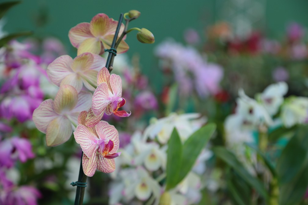 5ª edição da Mostra de Orquídeas de Nova Odessa começa nesta sexta-feira |  Piracicaba e Região | G1