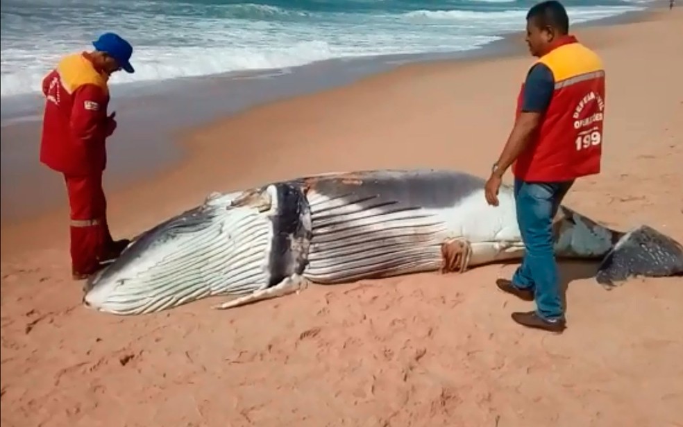 Filhote de baleia jubarte foi encontrado morto em praia de Arembepe, neste domingo (13) (Foto: Defesa Civil de Camaçari/ Divulgação)