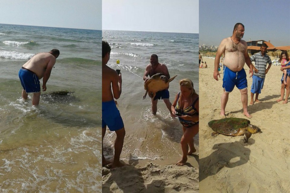 Tartaruga é tirada do mar no Líbano