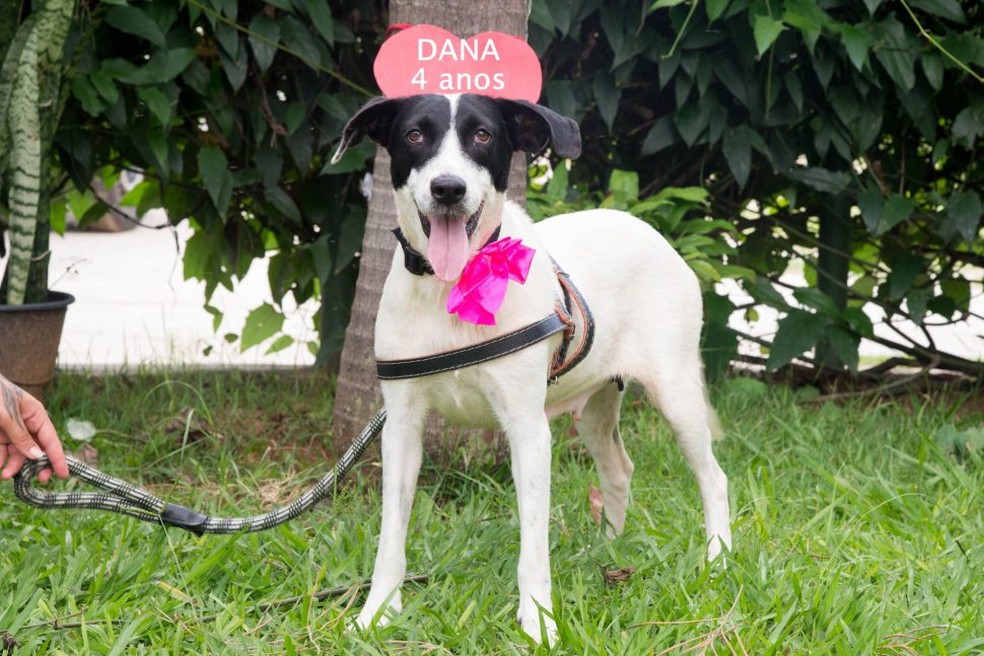 Adoção De Cães De Raça Rj 2015 Abrigo Municipal De Sorocaba Divulga Na Internet Fotos Dos Caes E