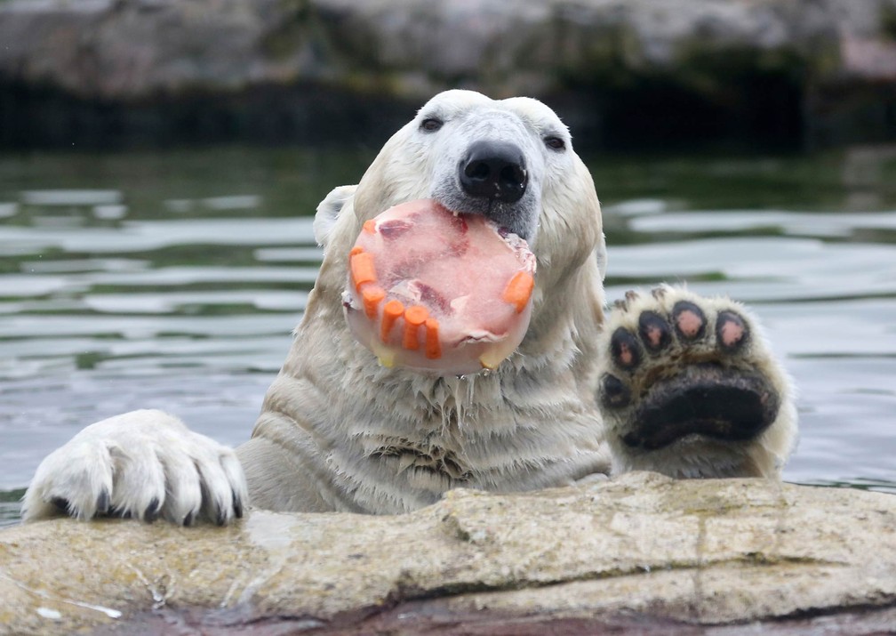 O urso-polar Bill parece acenar ao sair da água com um 'picolé' de carne e cenouras atirado por tratadores em seu recinto no zoológico de Gelsenkirchen, no oeste da Alemanha (Foto: Roland Weihrauch/DPA via AP)