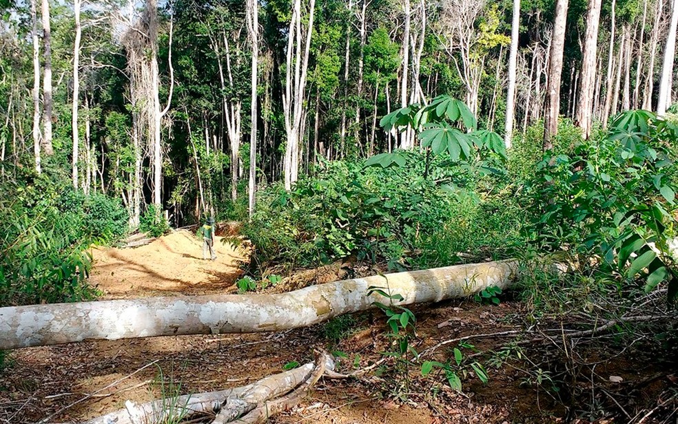 MunicÃ­pios foram multados por desmatamentos de mata atlÃ¢ntica (Foto: DivulgaÃ§Ã£o/Ibama)