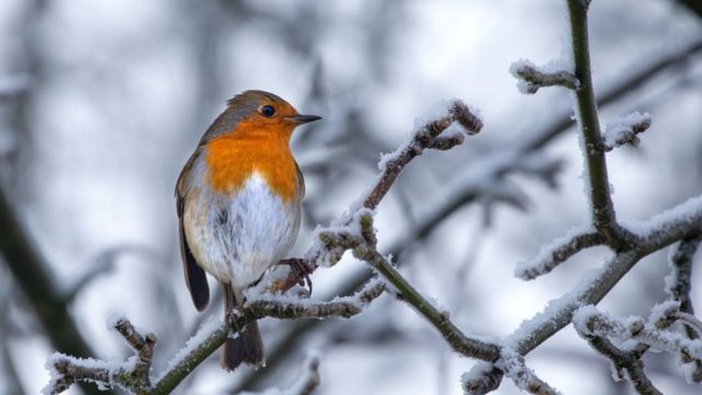Os cientistas dizem que as descobertas são provavelmente relevantes para uma variedade de espécies de pássaros — Foto: Victoria Gill via BBC