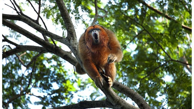 Após os incêndios, animais como o macaco-bugio precisaram competir por alimentos, que antes estavam disponíveis em abudância (Foto: Ricardo Martins via BBC News)