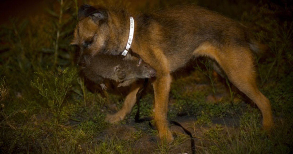 Do tamanho de um cão', ratos estão cada vez maiores e dominam Nova York