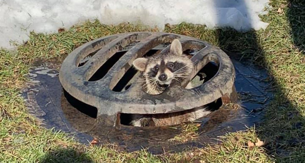 Guaxinim Ã© resgatado apÃ³s entalar cabeÃ§a em tampa de bueiro nos EUA â€” Foto: Lawrence Police Department/Facebook