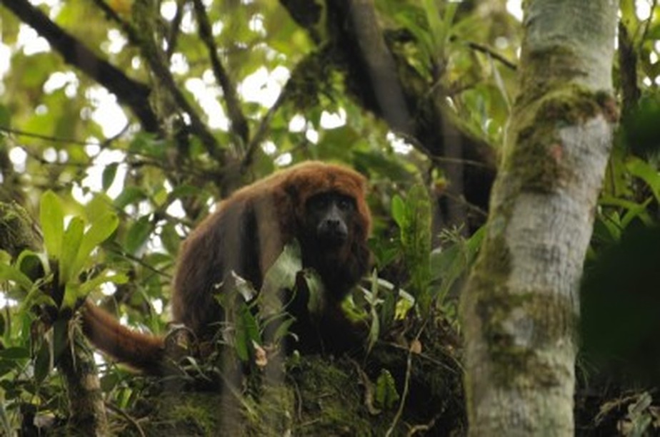 O bugio (Alouatta guariba) é uma espécie-chave para a dispersão de sementes e, consequentemente, para a perpetuação da Mata Atlântica
