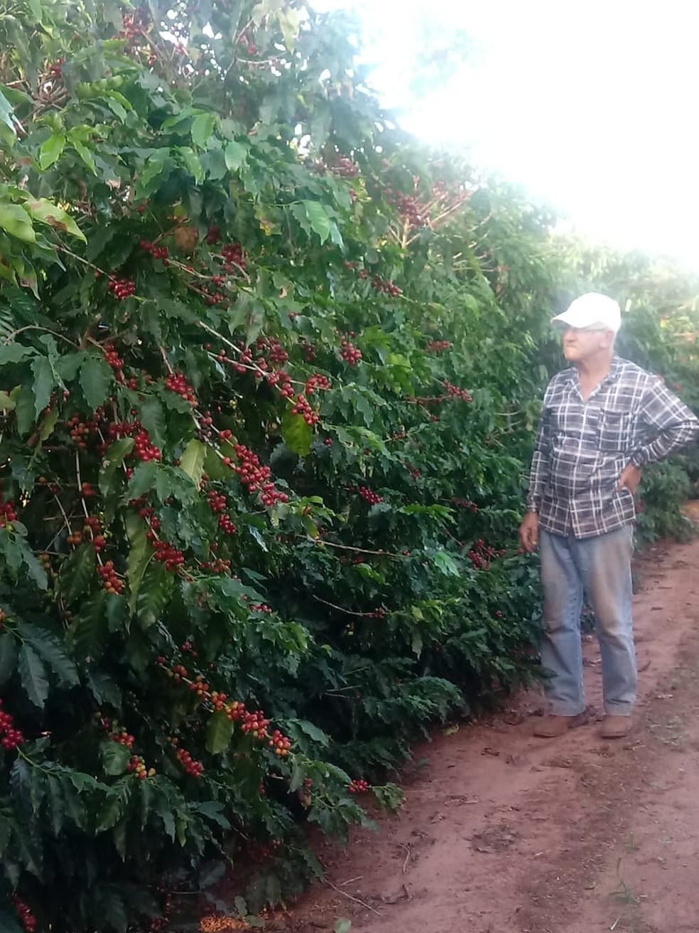 Foto do avó de Carlos, Mário Olívio, em uma das lavouras da família  — Foto: Carlos Olívio/Arquivo pessoal