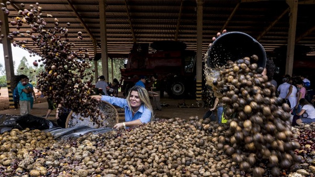 Bom Jesus do Araguaia Cidade G1