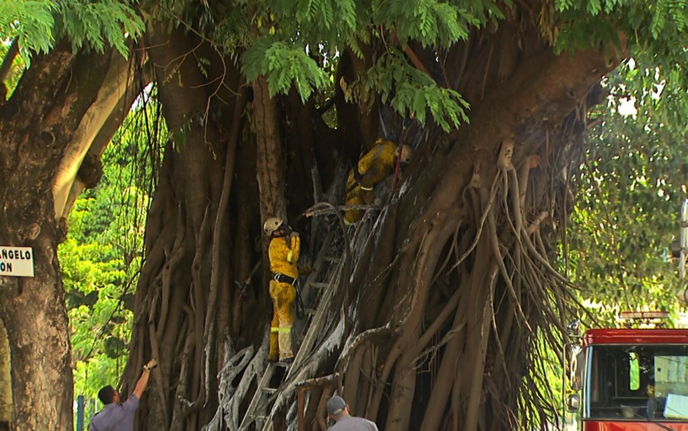 Seringueira Centenaria Pega Fogo Em Canteiro Na Zona Leste De Ribeirao Preto Sp Ribeirao Preto E Franca G1