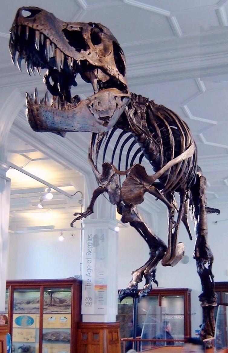  T. rex apelidado de Stan, em exposição no Museu Black Hills, nos EUA (Foto: Wikimedia Commons )