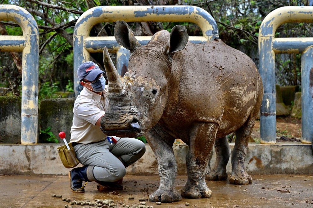 Imagem da rinoceronte Emma no zoológico de Taiwan, em 2 de março de 2021 — Foto: Sam Yeh / AFP/