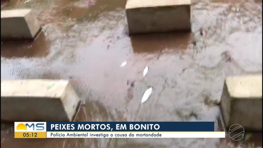 Peixes são encontrados mortos em córrego de Bonito