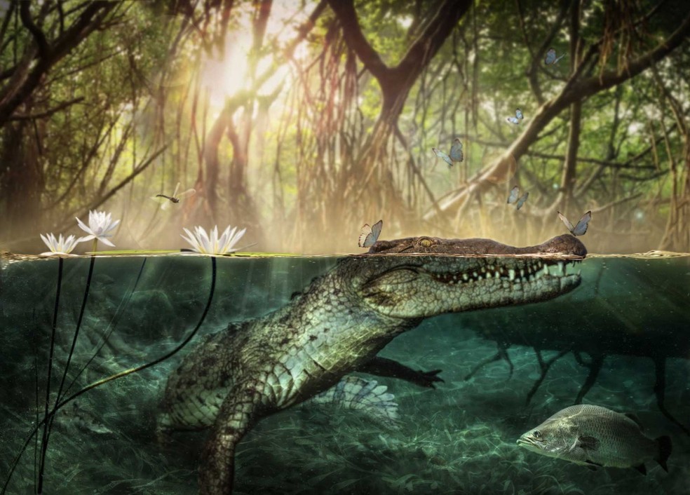Ancestral de crocodilos americanos pode ter viajado da África para as Américas pelo Atlântico — Foto: D. A. Iurino via Nature